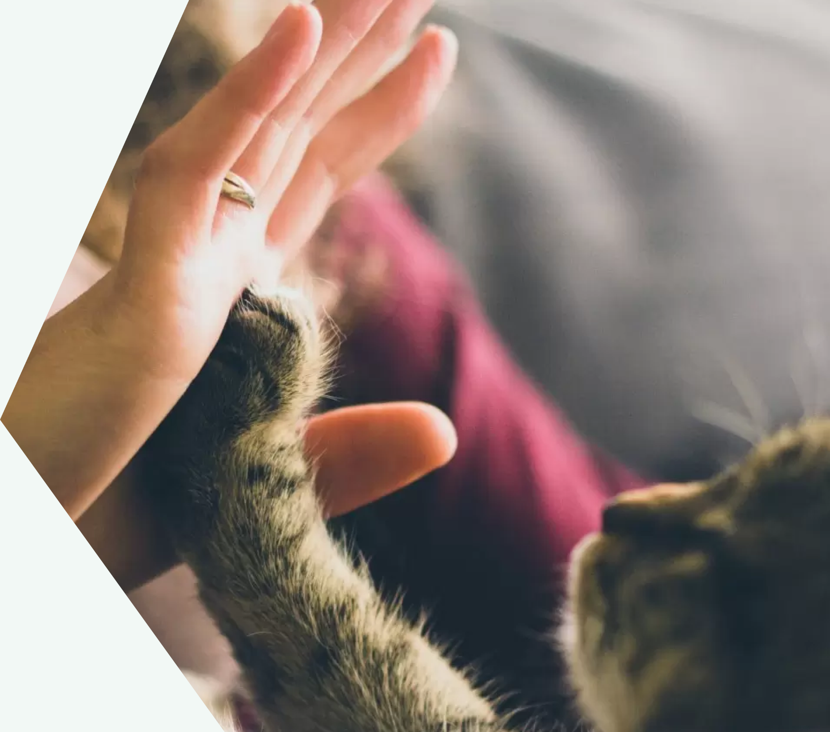 Image (APC commitment to companion animal welfare)